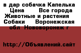 в дар собачка Капелька › Цена ­ 1 - Все города Животные и растения » Собаки   . Воронежская обл.,Нововоронеж г.